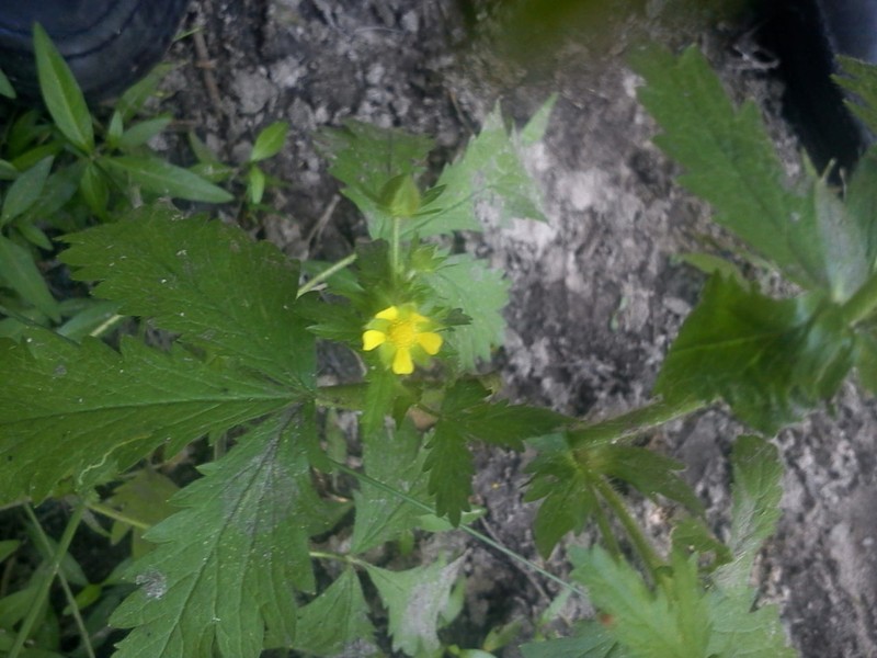 Norwegian Cinquefoil photo 7