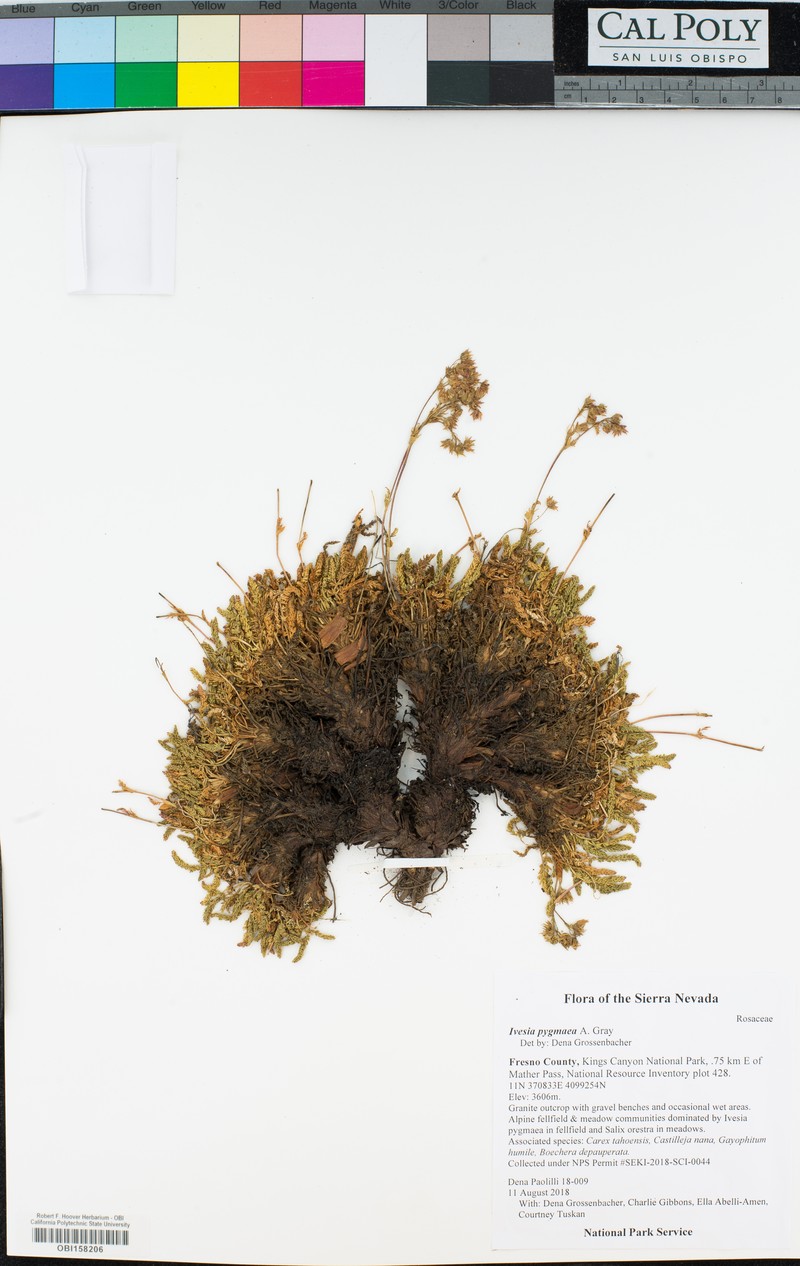 Dwarf Mousetail photo 3