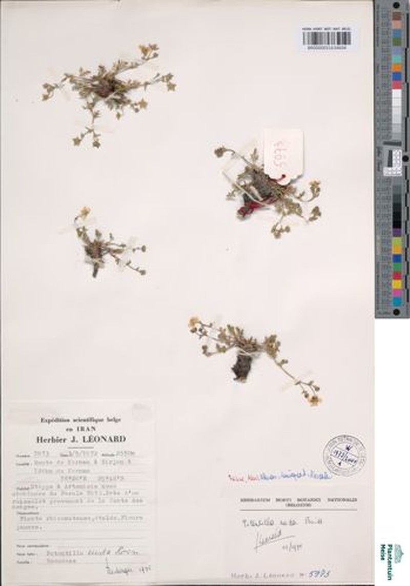 Potentilla nuda