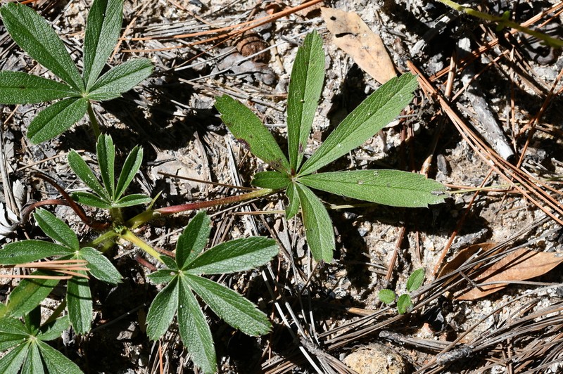 New Mexico Cinquefoil photo 3