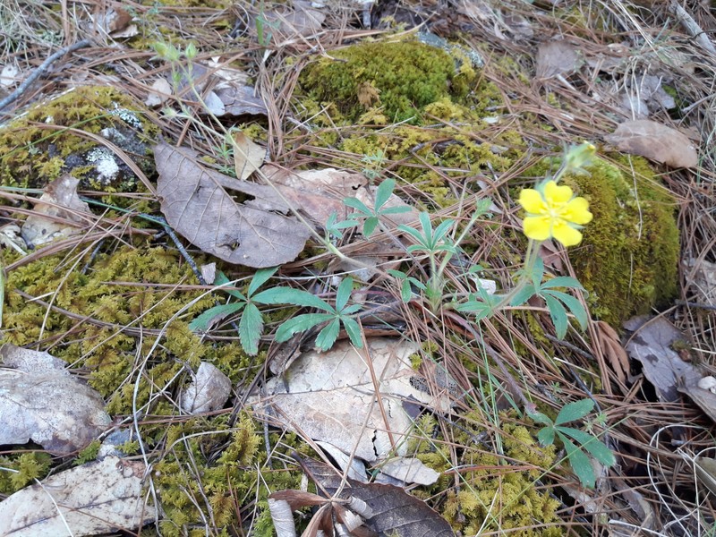 New Mexico Cinquefoil photo 2
