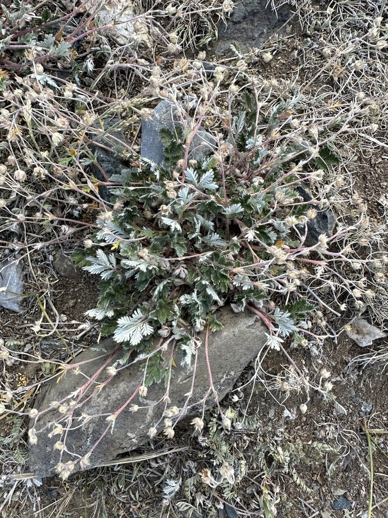 Potentilla olchonensis