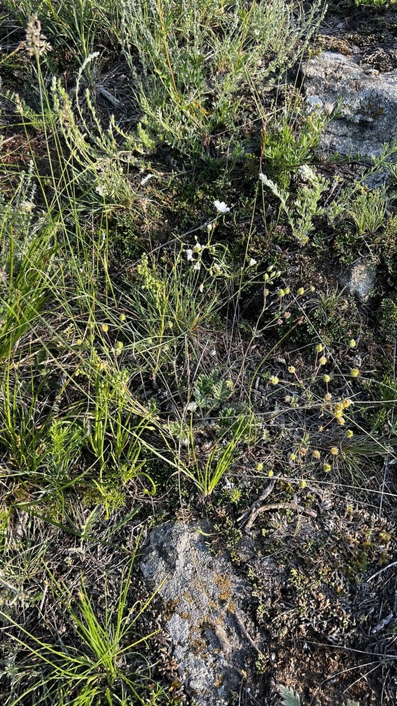 Potentilla olchonensis photo 2