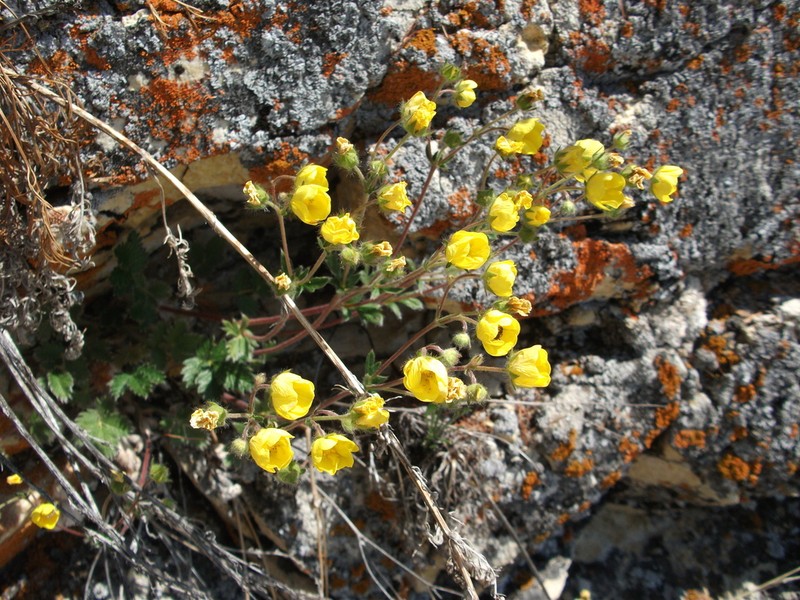 Potentilla olchonensis photo 3