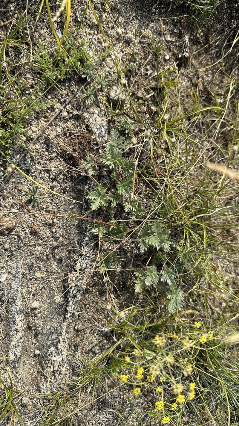 Potentilla olchonensis photo 4