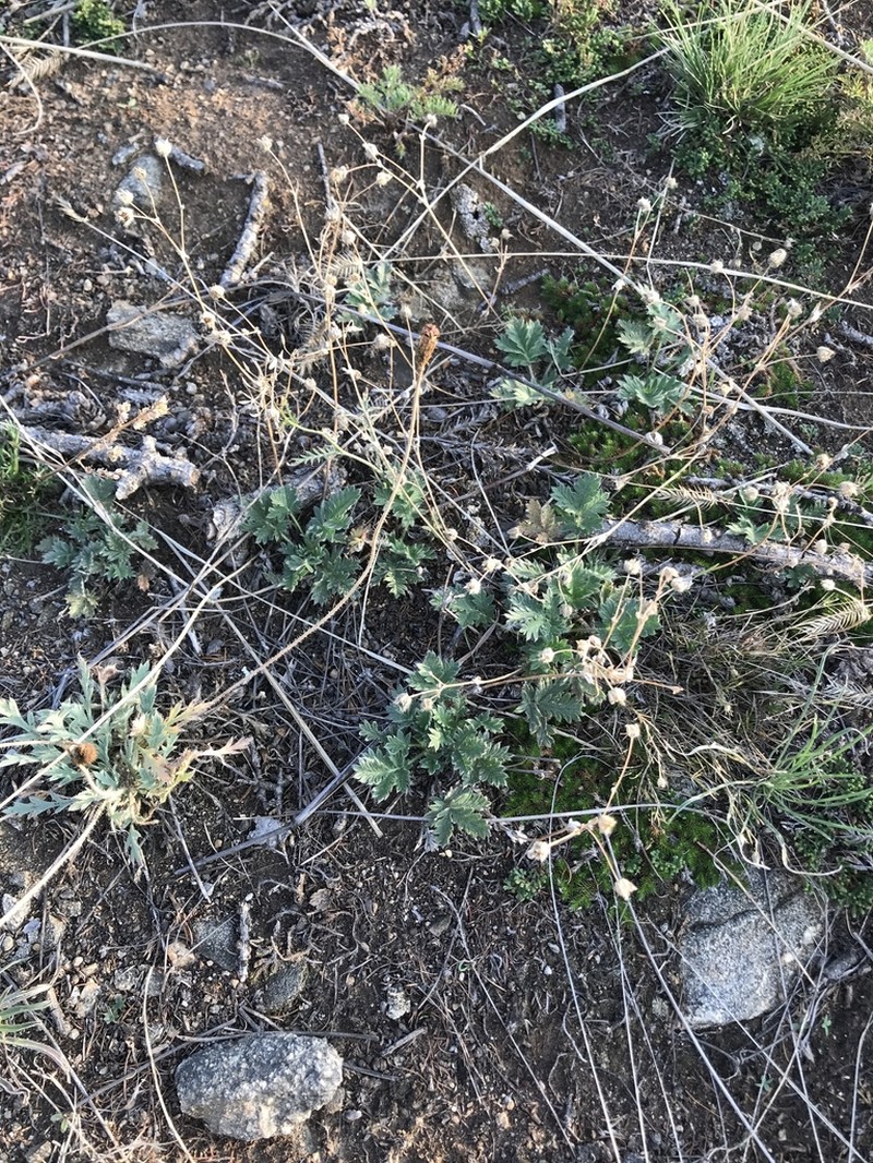 Potentilla olchonensis photo 5
