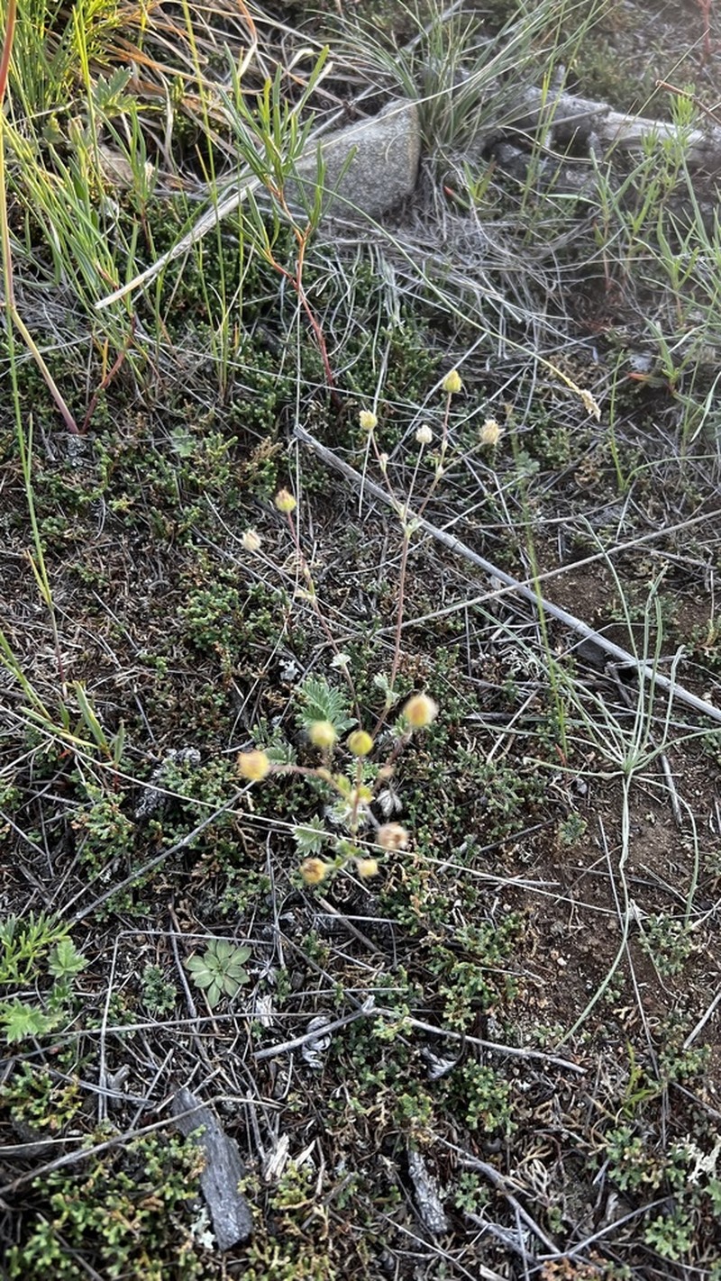 Potentilla olchonensis photo 6
