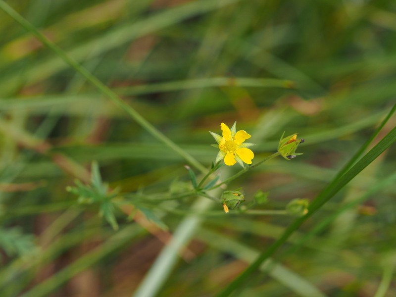 Potentilla ornithopoda