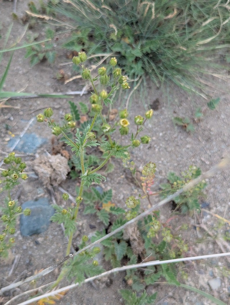 Potentilla ornithopoda photo 2