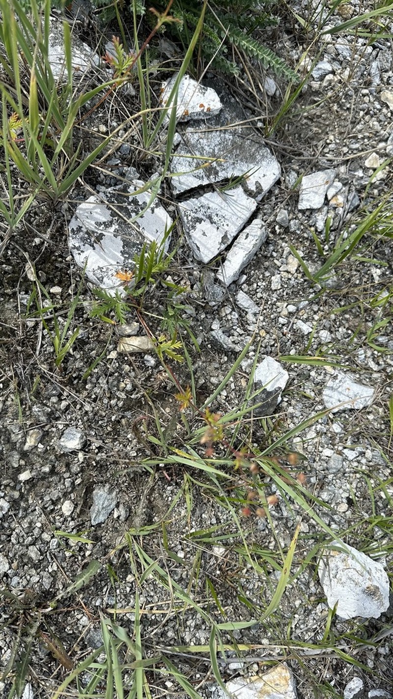 Potentilla ornithopoda photo 3
