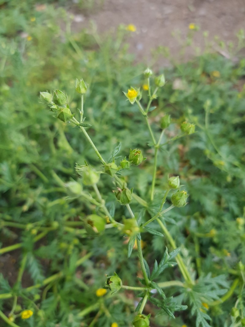 Potentilla ornithopoda photo 4