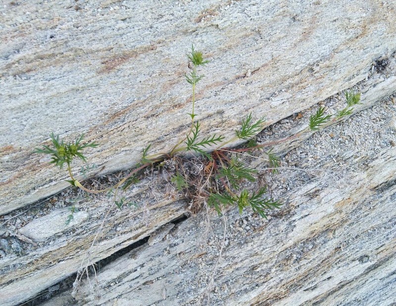 Potentilla ornithopoda photo 5