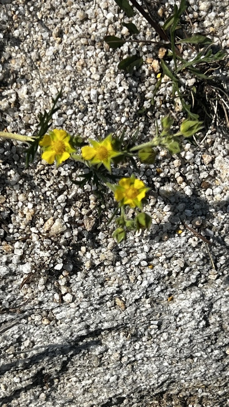 Potentilla ornithopoda photo 6