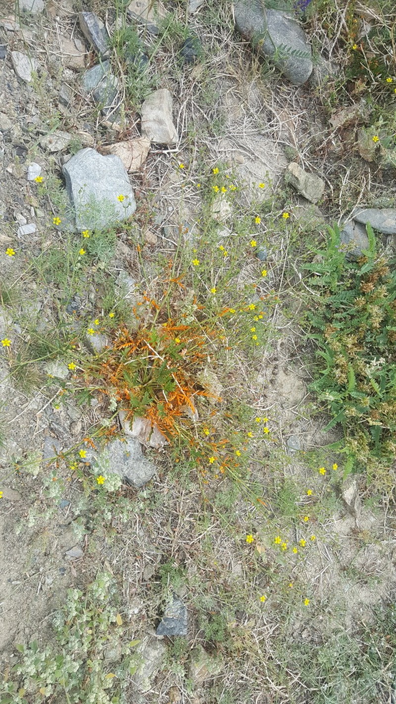 Potentilla ornithopoda photo 7