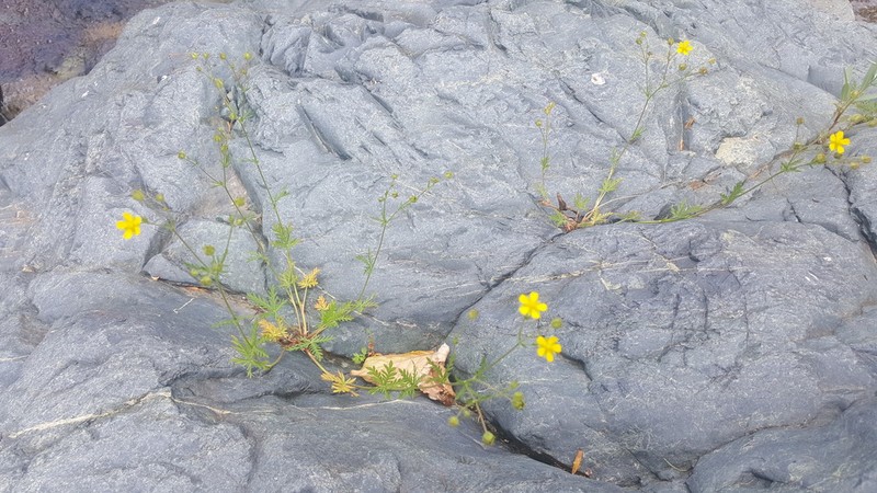Potentilla ornithopoda photo 8