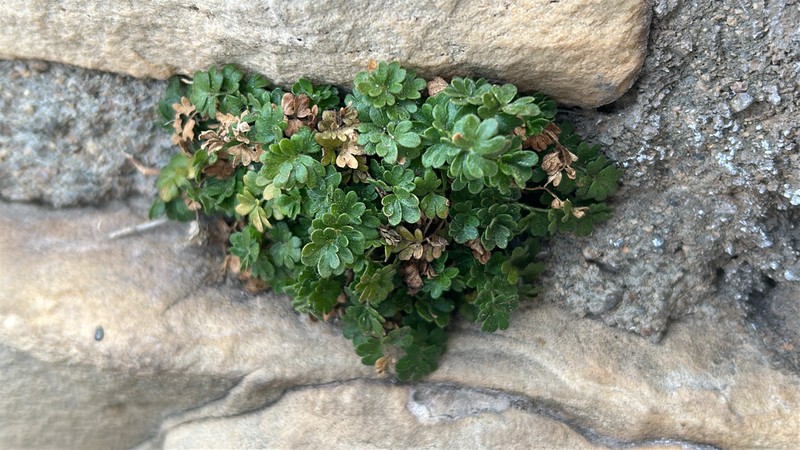 Potentilla osterhoutii