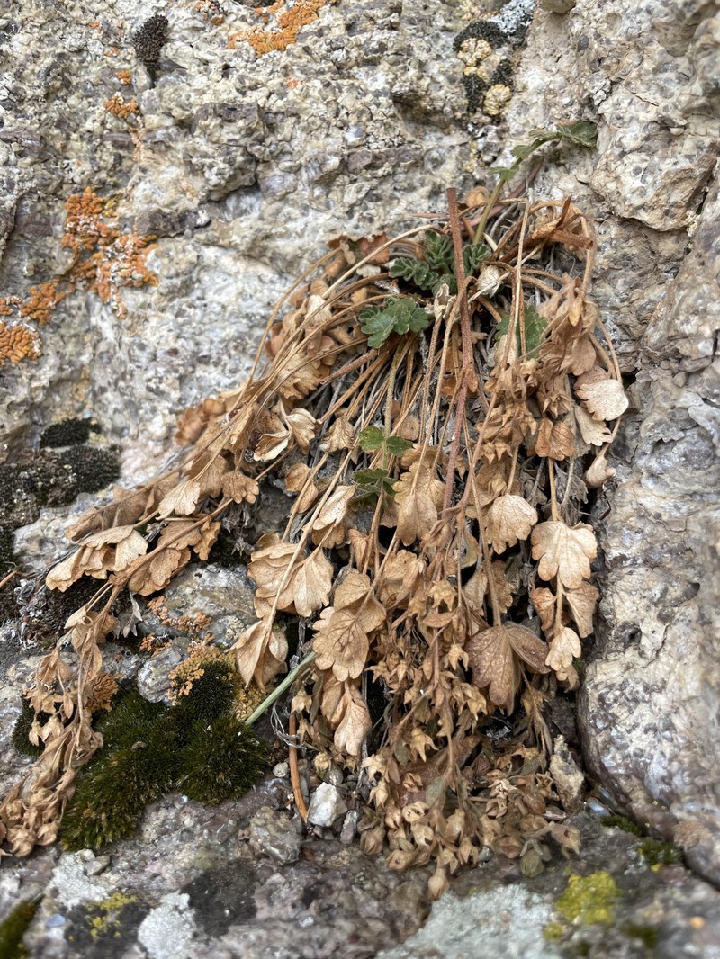 Potentilla osterhoutii photo 2
