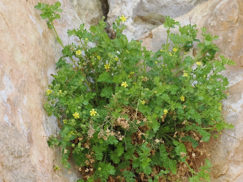 Potentilla osterhoutii photo 3