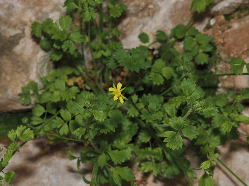 Potentilla osterhoutii photo 4
