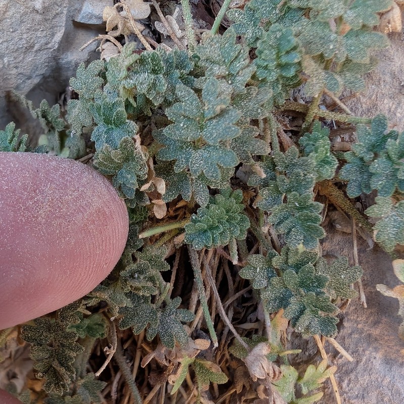 Potentilla osterhoutii photo 5