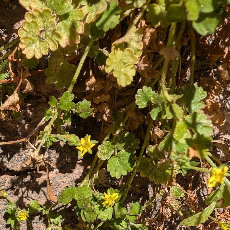 Potentilla osterhoutii photo 6