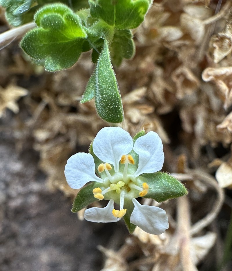 Potentilla osterhoutii photo 7