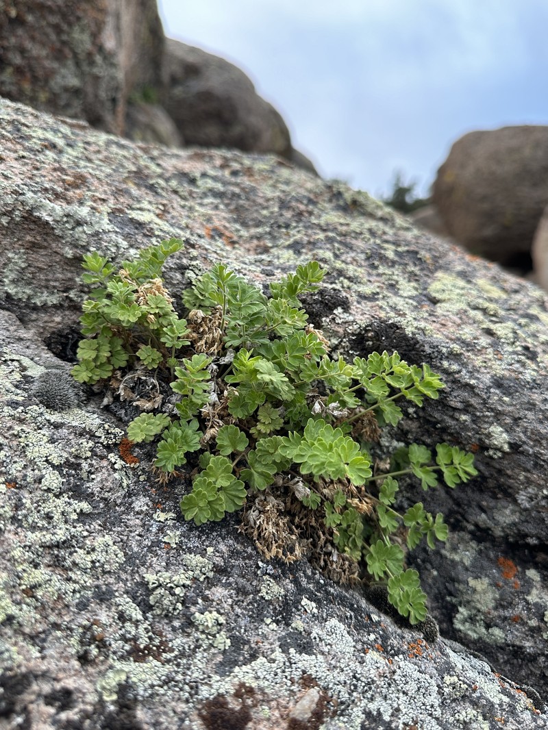 Potentilla osterhoutii photo 8