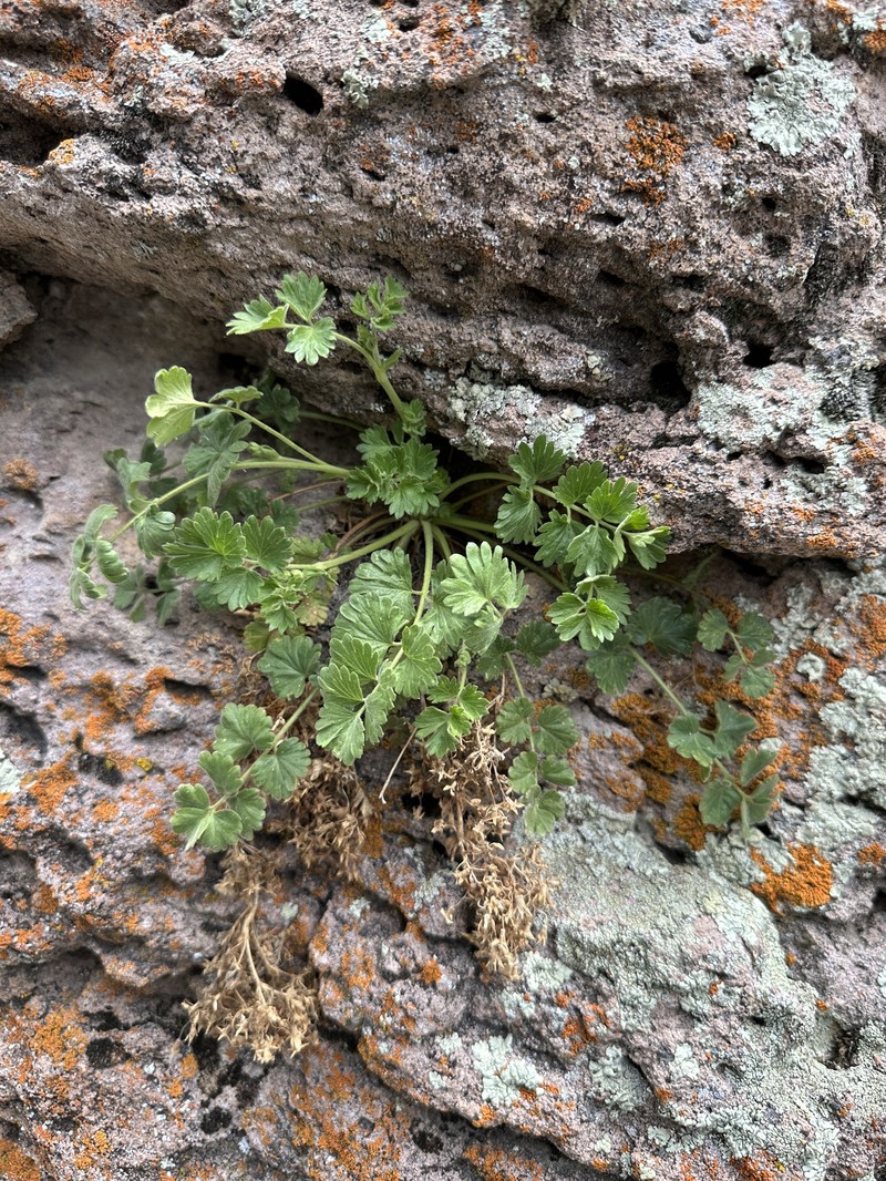 Potentilla osterhoutii var. saxosa photo 3