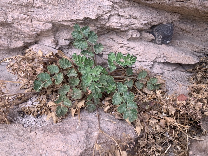 Potentilla osterhoutii var. saxosa photo 4