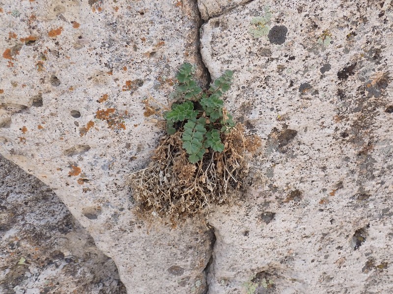 Potentilla osterhoutii var. saxosa photo 5
