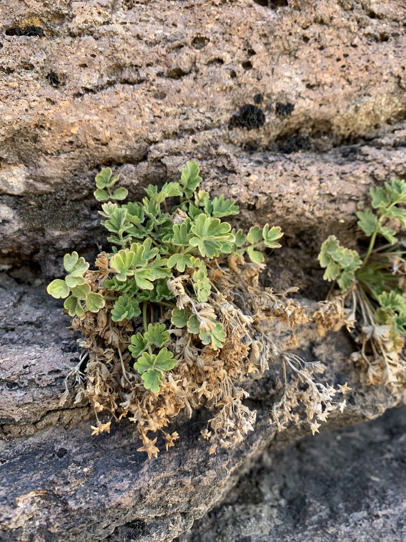 Potentilla osterhoutii var. saxosa photo 8