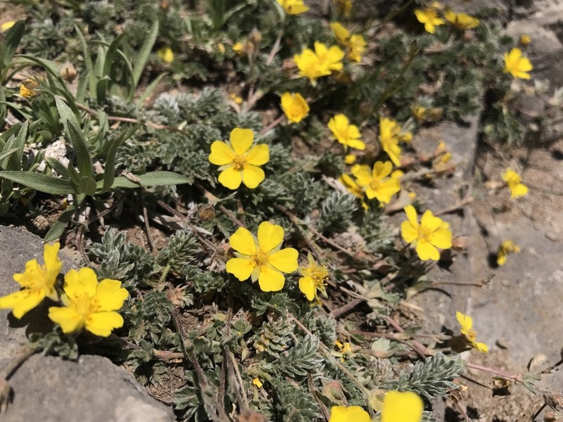 Sheep Cinquefoil photo 2