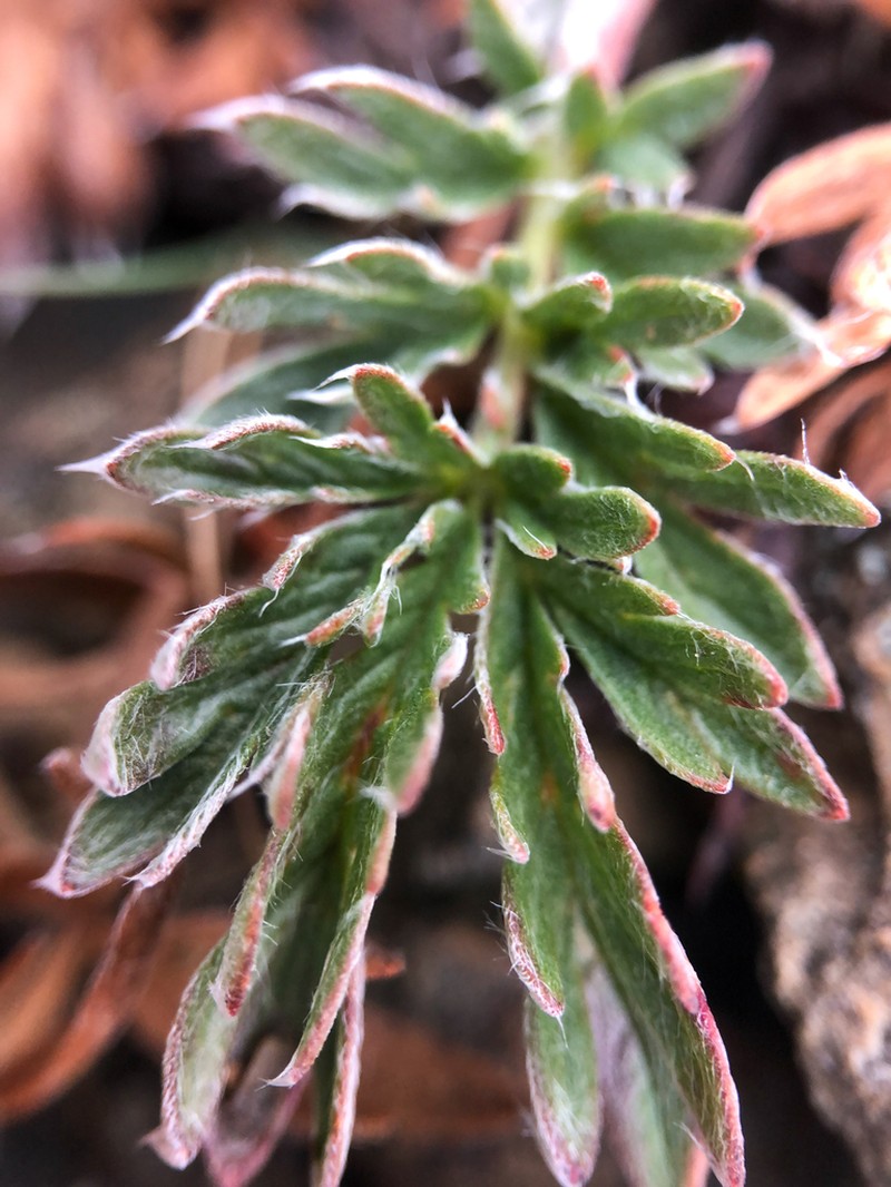 Sheep Cinquefoil photo 3