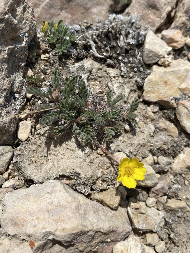 Sheep Cinquefoil photo 4