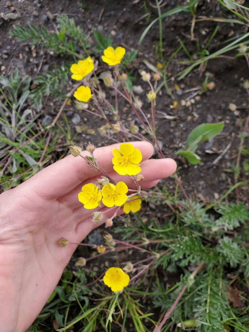 Sheep Cinquefoil photo 5