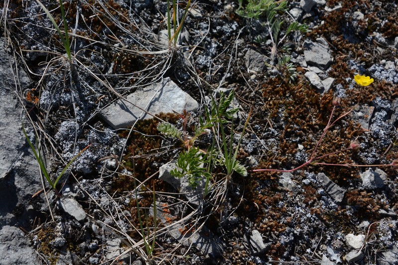 Sheep Cinquefoil photo 6