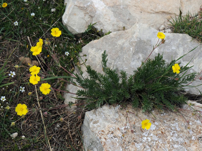 Sheep Cinquefoil photo 7