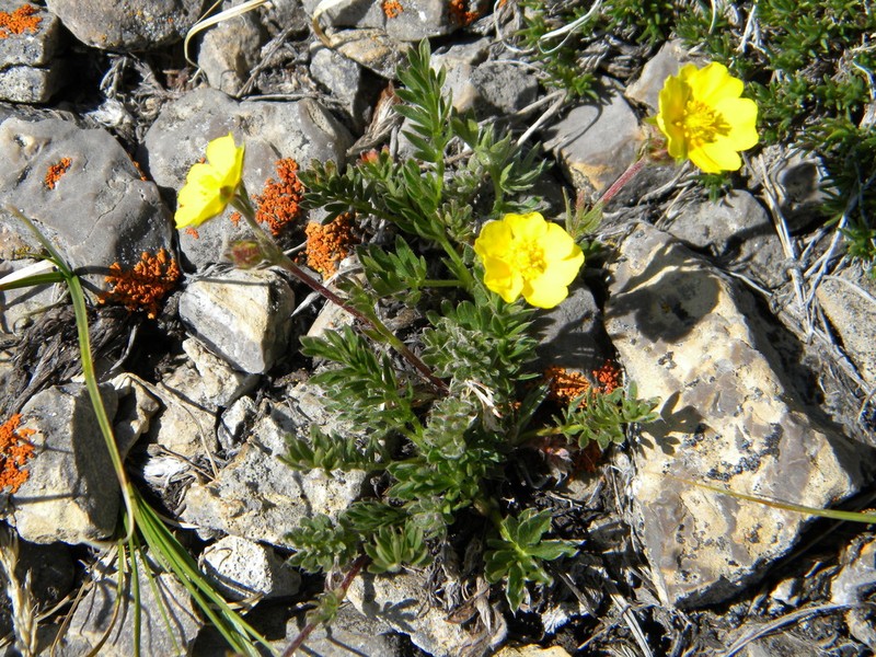 Sheep Cinquefoil photo 8