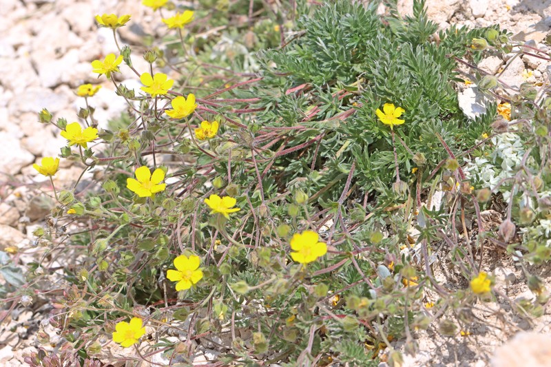 Potentilla ovina var. decurrens