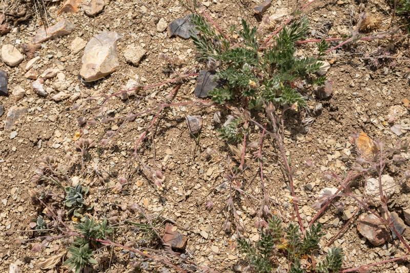 Potentilla ovina var. decurrens photo 2