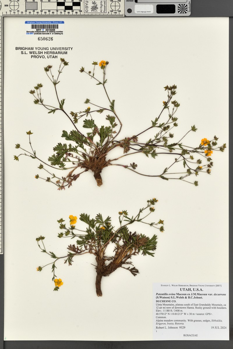Potentilla ovina var. decurrens photo 3