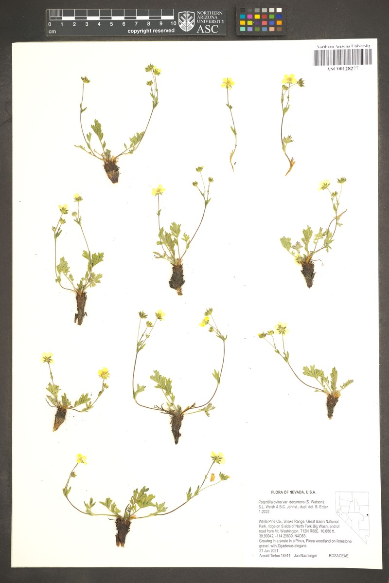 Potentilla ovina var. decurrens photo 6