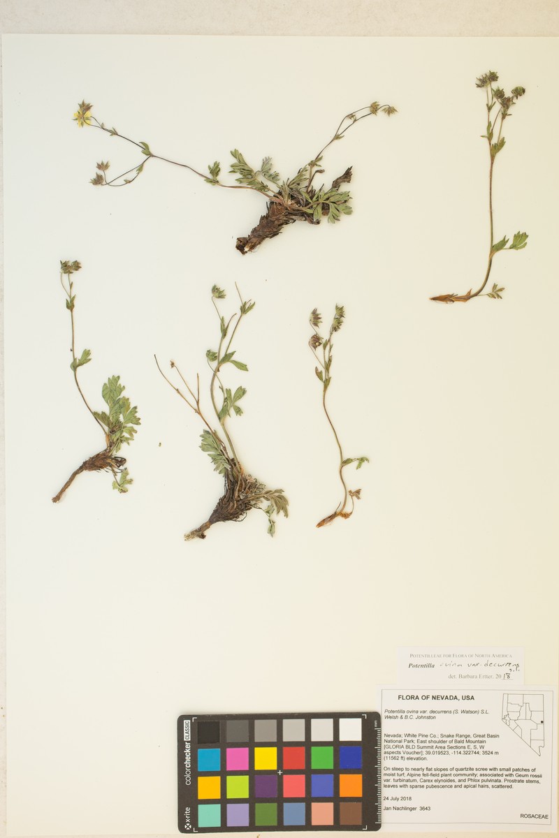 Potentilla ovina var. decurrens photo 7