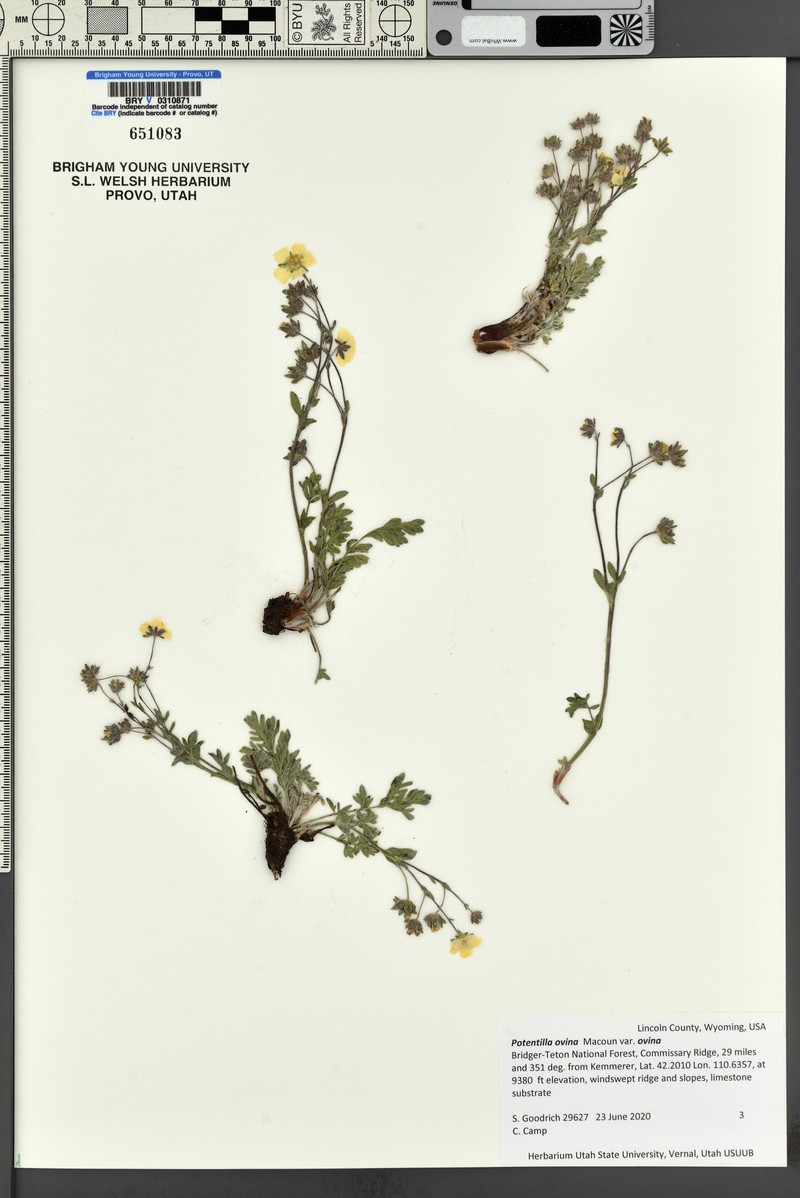 Potentilla ovina var. ovina