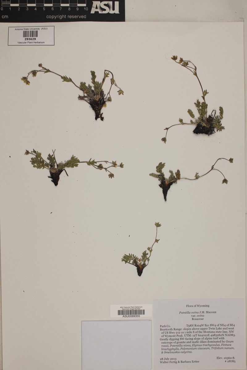 Potentilla ovina var. ovina photo 2