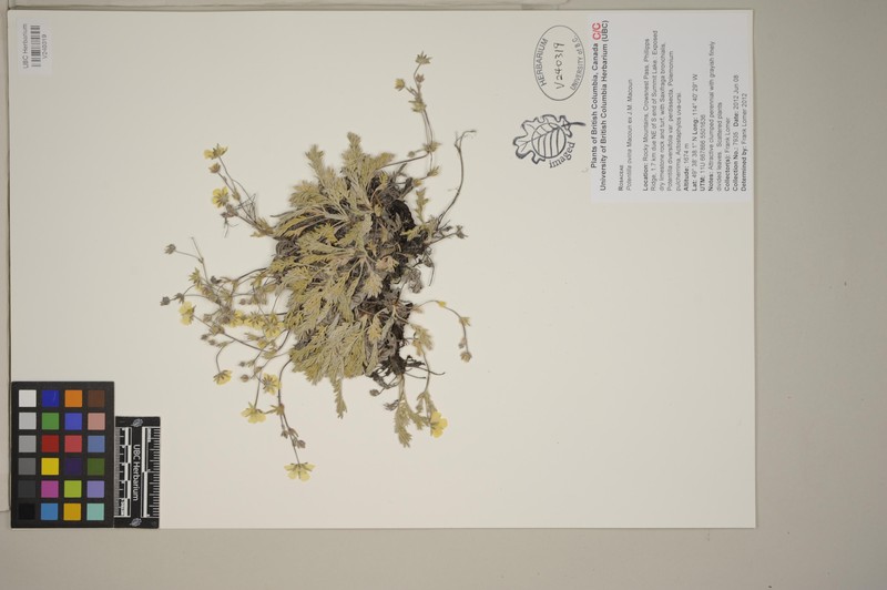 Potentilla ovina var. ovina photo 3