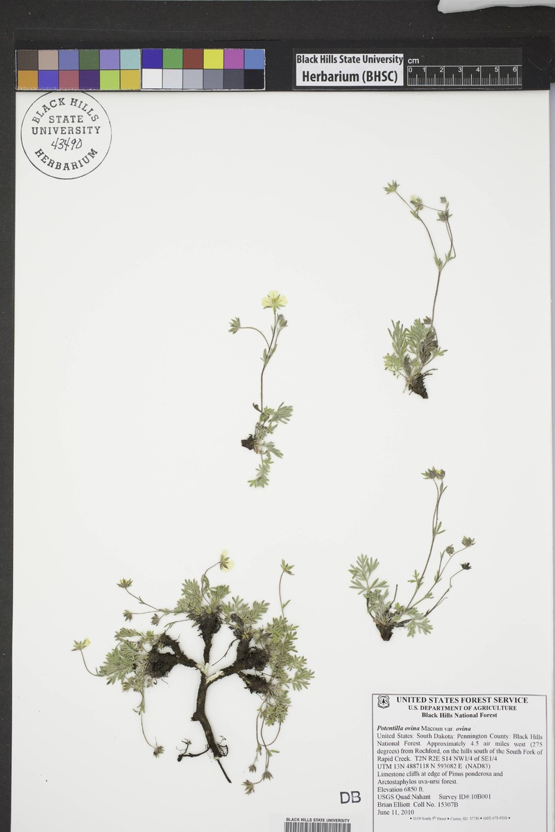 Potentilla ovina var. ovina photo 5