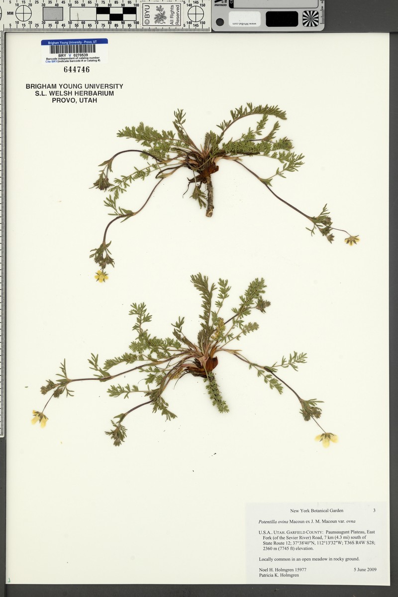 Potentilla ovina var. ovina photo 6