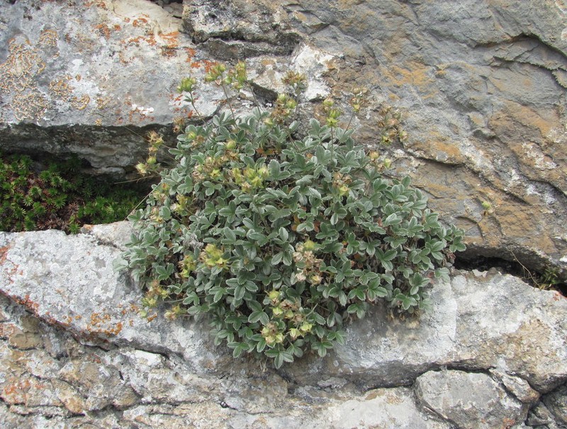 Potentilla oweriniana photo 2
