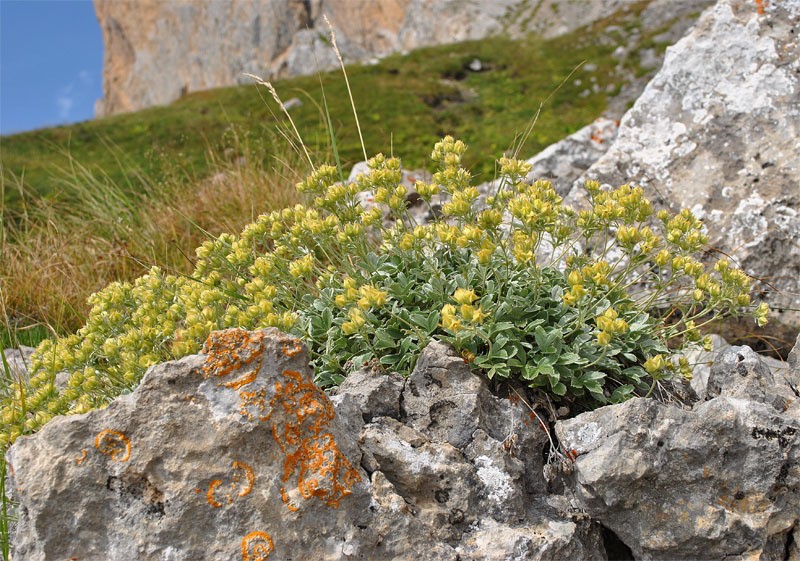 Potentilla oweriniana photo 3